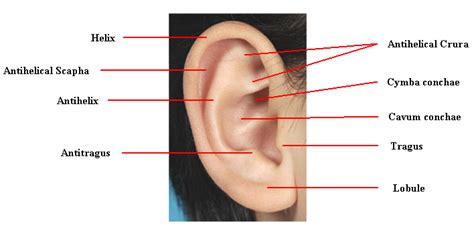 Ear Lobule Anatomy