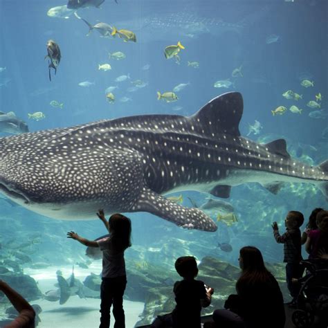 Georgia Aquarium Whale Shark - Georgia Aquarium Tickets, Photos, Hotels ...