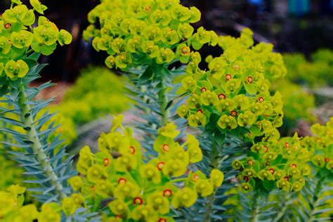 Fotografi Fokus Selektif Bunga Euphorbia Milii Hijau · Foto Stok Gratis