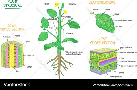 Plant structure and cross section biology diagrams