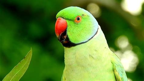 Parrot talking - YouTube