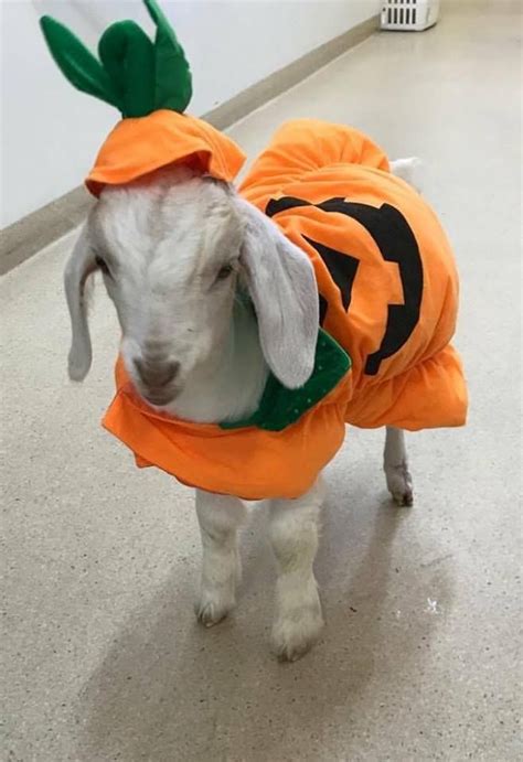 Pumpkin costume for goat. | Pet halloween costumes, Cute goats, Pet costumes