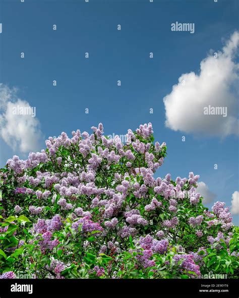 Spring background with blossoming lush lilac bush on blue sky with white clouds background ...