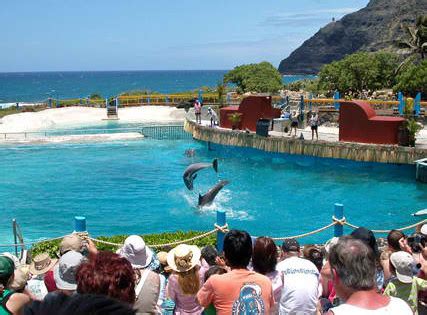 Sea Life Park - Hawaii's Top Marine Attraction | Only In Hawaii