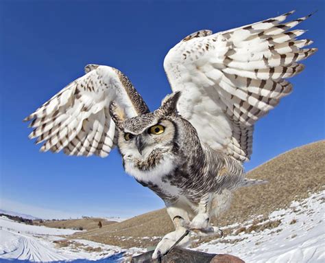 Bu - Montana Raptor Conservation Center