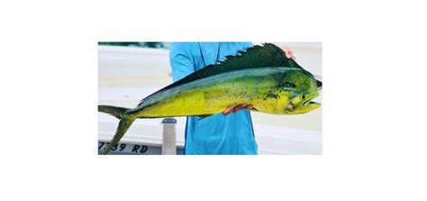 Mahi-Mahi: Description, Habitat, & Fun Facts I NotesBard