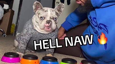 "Hell Naw" Dog: Video Gallery | Know Your Meme