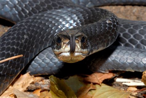 Conhecendo os Animais: Cobras Não-Peçonhentas