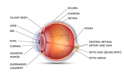 Iris of the Eye: Anatomy, Functions & Associated Conditions