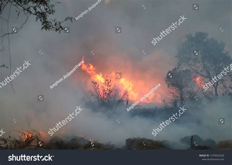 3,066 Forest Fire Causes Images, Stock Photos & Vectors | Shutterstock