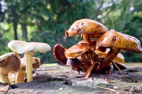 ‌6 ‌Easy‌ ‌Edible‌ ‌Mushroom‌ ‌Identification‌ ‌Tips‌