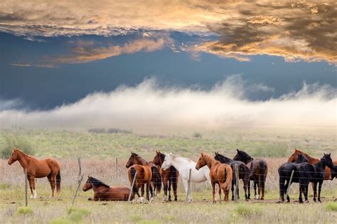 29 Horse Coat Color Variations (Beginner Photo Guide) - Horse Rookie