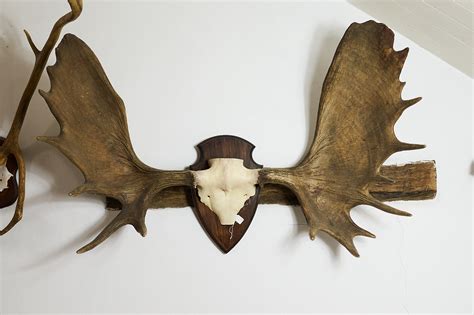 Elk Antlers Mount