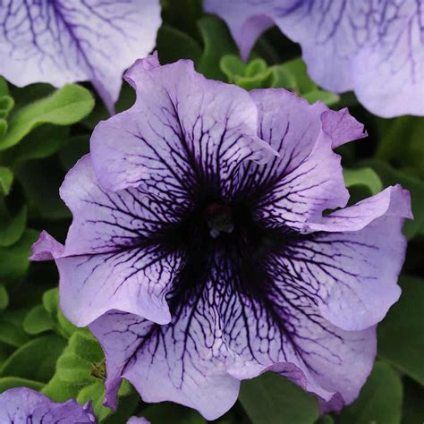 Petunia - Daddy Series Flower Garden Seed - 1000 Pelleted Seeds - Blue Blooms - Petunia x ...