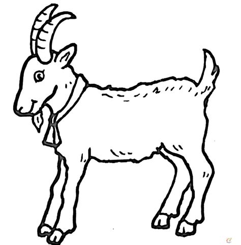 How To Draw a Goat Step By Step - For Kids & Beginners