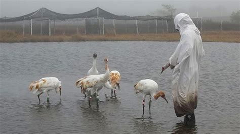 Operation Migration: Saving the Whooping Crane | Mental Floss