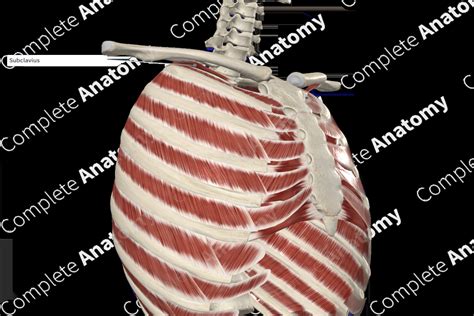 Subclavius Muscle | Complete Anatomy