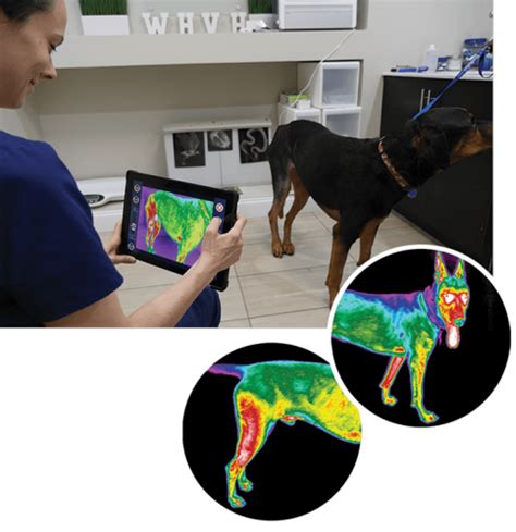 small-animal-thermal-imaging - Centre Street Animal Hospital