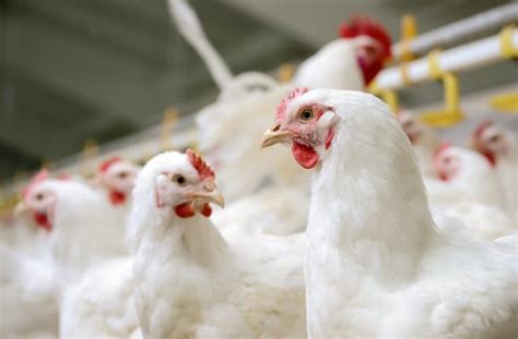 Broiler Production on the Rise - Southeast AgNET