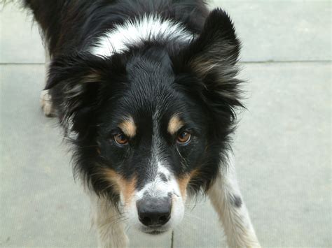 File:Border Collie tricolour black and tan.jpg - Wikipedia