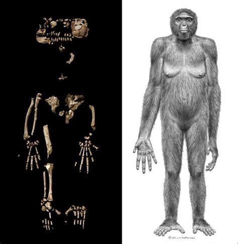 ardipithecus ramidus | 猿人, 祖先, ルーシー