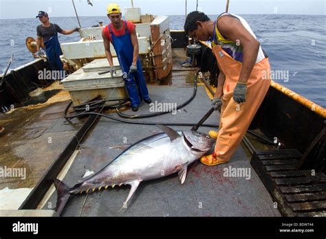 Fishermen clubs yellowfin tuna, Thunnus albacares, Offshore commercial longline tuna fishing ...