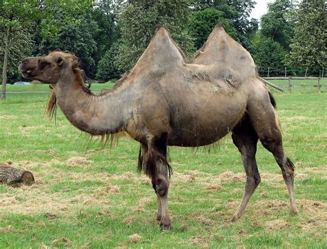 El camello salvaje, o camello bactriano salvaje, (Camelus ferus), es ...