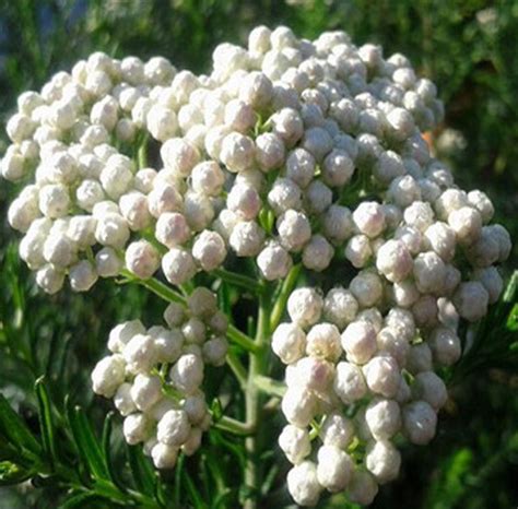 ozothamnus o flor de arroz | Plantas, Plantación de árboles, Plantas jardin