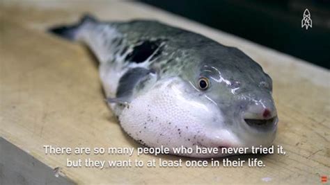 How to prepare fugu, the deadly poisonous pufferfish of Japan's sushi ...