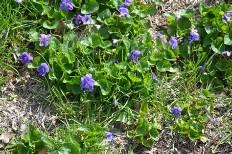 Wild-Violets - DuVall Lawn Care