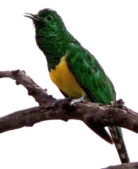 African Emerald Cuckoo