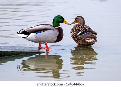 Male Female Mallard Ducks Kissing Each Stock Photo 1948444657 ...