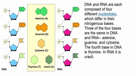 Structure Of Dna And Rna Ppt