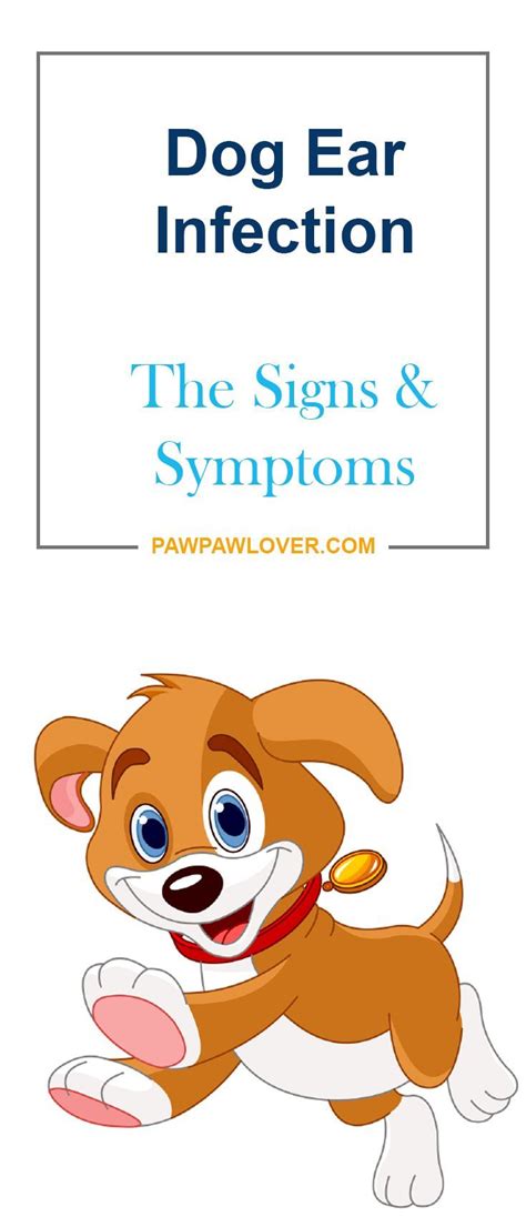 Dog Ear Infection - Recognizing And Treating The Signs And Symptoms | Dogs ears infection, Ear ...