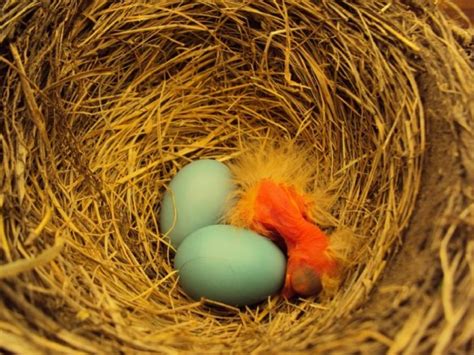 Baby Robins - Daily Photos from Egg to Empty Nest - Happy Hooligans