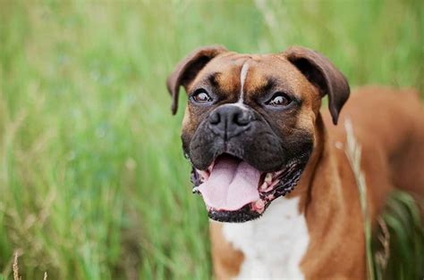 Common Health Problems in Boxer Dogs | Lucy Pet