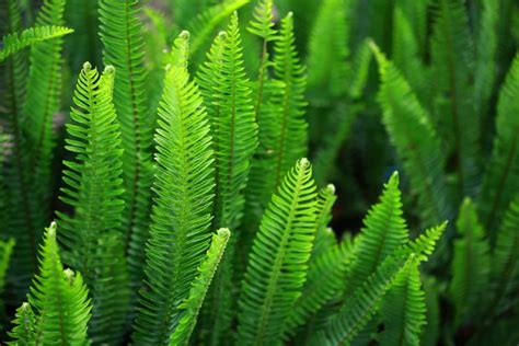 Vascular Plants: Ferns and Relatives - Biology Online Tutorial