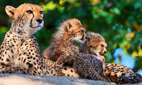 Download Baby Animal Cub Animal Cheetah HD Wallpaper