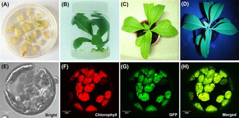 Generation of transplastomic tobacco and the expression of GFP in... | Download Scientific Diagram