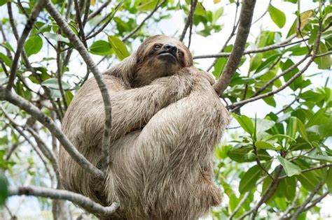 Roatan Wildlife Tour Monkeys And Sloth Encounter - Coxen Hole / Mahogany Bay | Project Expedition