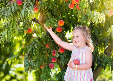 How to keep a peach tree small 🍑 🌳 Pruning and care tips