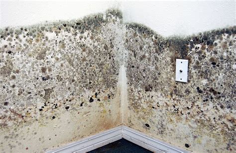 Mold Removal Guidelines for Your Flooded Home | Flood prevention, Mold remover, Photo wall