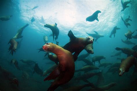 Channel Islands National Park, California: California Sea Lions ...