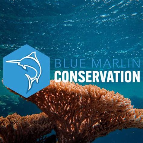 Blue Marlin Conservation | Sakra