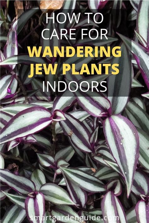 How To Care For A Wandering Jew Plant (Your Complete Guide) - Smart Garden Guide