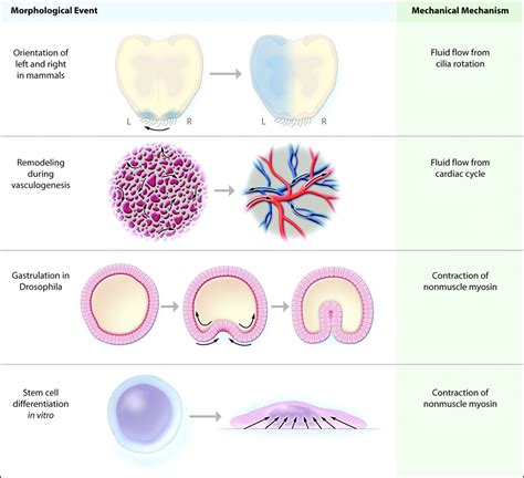 Mechanical Control of Tissue Morphogenesis | Circulation Research