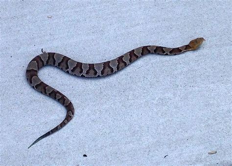 Juvenile Copperhead Snake | removed a juvenile copperhead snake from inside my neighbors house ...