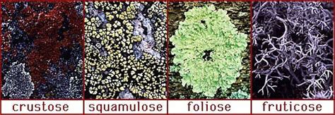 Lichen morphologies ~ Lichens occur in one of four basic growth forms ...