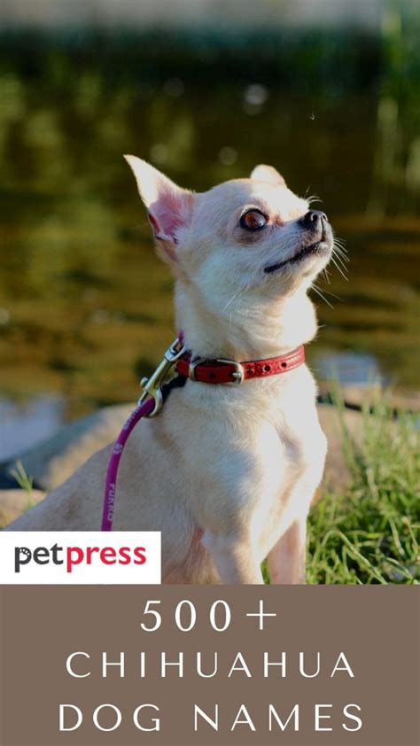 Chihuahua Dog Names - Over 500 Gorgeous Ideas! - PetPress