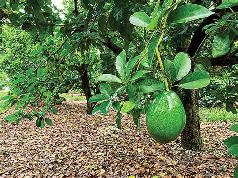 Know Your Avocado | Edible South Florida